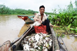 Công ty vứt heo thối ra sông Sài Gòn bị phạt 300 triệu đồng