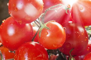 Ăn cà chua hàng ngày có thể bảo vệ chống lại ung thư da