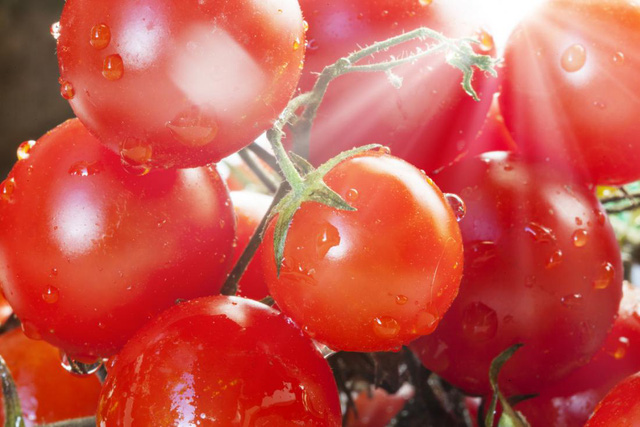 Cà chua có thể bảo vệ chống lại tia cực tím và giảm nguy cơ ung thư da